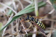 Polistes