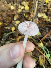 Mycena pura