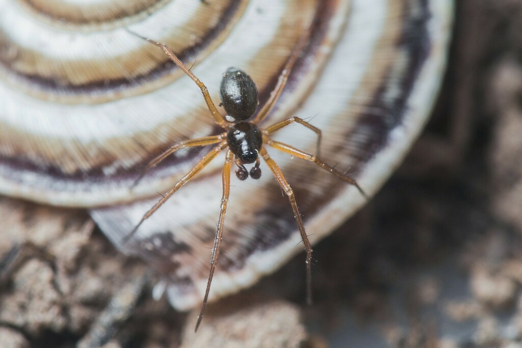 Canariphantes