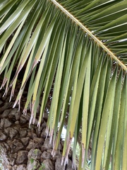 Phoenix canariensis image