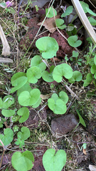 Dichondra carolinensis