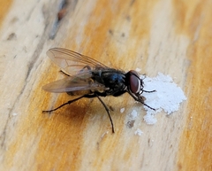 Musca domestica