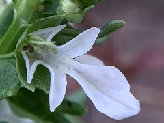 Teucrium cubense