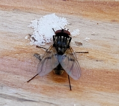 Musca domestica