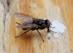 Musca domestica