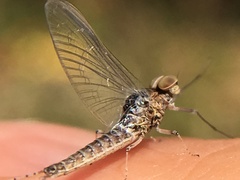 Callibaetis