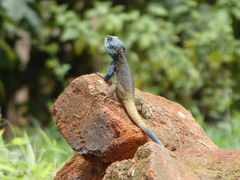Acanthocercus ugandaensis