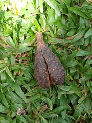 Cedrela fissilis