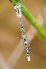 Coenagrion caerulescens