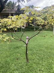 Handroanthus impetiginosus