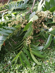 Cedrela fissilis