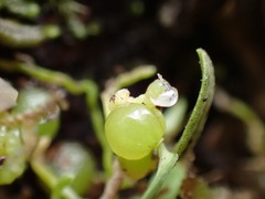 Bulbophyllum pygmaeum