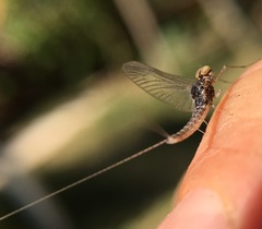 Callibaetis