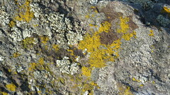 Candelariella efflorescens