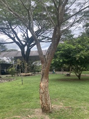 Enterolobium cyclocarpum