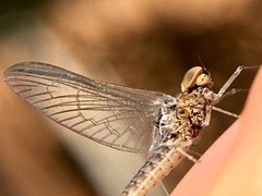 Callibaetis