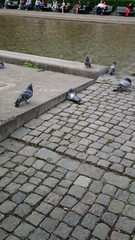 Columba livia domestica