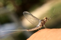 Callibaetis