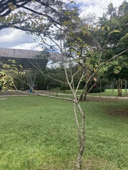 Astronium graveolens