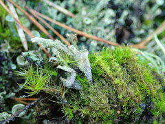 Cladonia chlorophaea