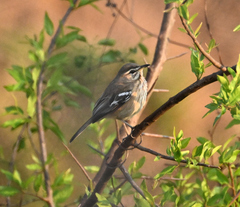 Cercotrichas leucophrys