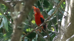 Drepanis coccinea