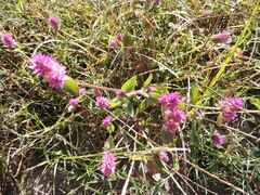 Gomphrena
