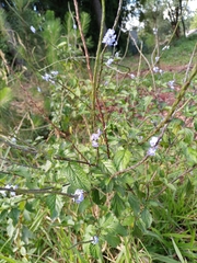 Stachytarpheta cayennensis