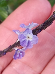 Stachytarpheta cayennensis