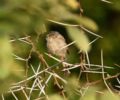 Prinia subflava