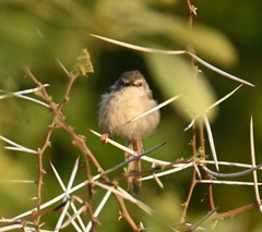 Prinia subflava