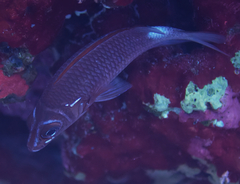 Sargocentron caudimaculatum