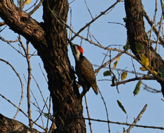 Chloropicus namaquus