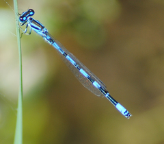 Coenagrion mercuriale