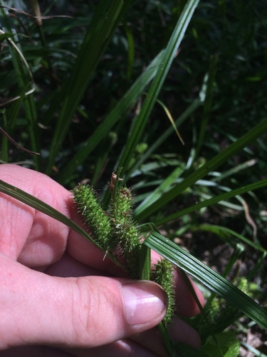 Image of Carex aureolensis by no rights reserved