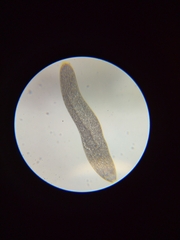 Spirostomum