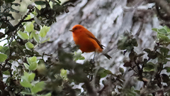 Loxops coccineus