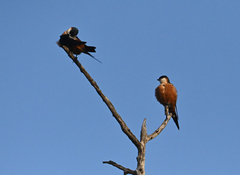 Cecropis senegalensis