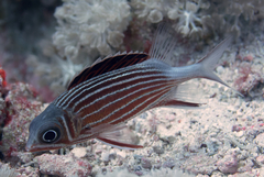 Sargocentron diadema