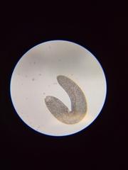 Spirostomum