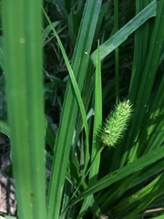 Carex typhina