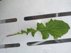 Youngia thunbergiana