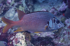 Sargocentron spiniferum