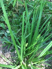 Carex typhina