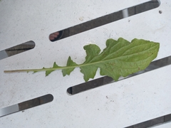 Youngia thunbergiana