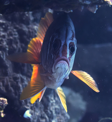 Sargocentron spiniferum