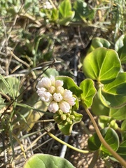 Boerhavia repens