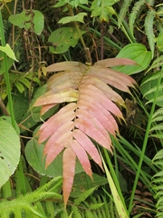 Blechnum orientale