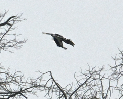 Bycanistes bucinator