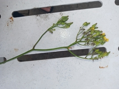 Youngia thunbergiana